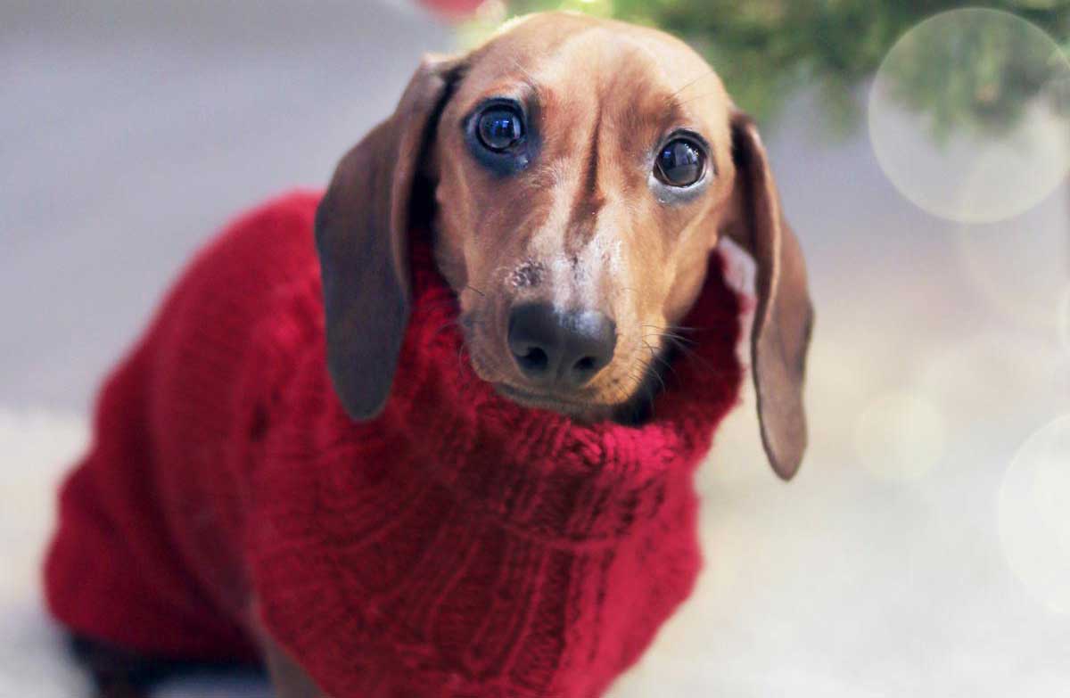 What causes anemia in dogs signs symptoms remedy dogdwell