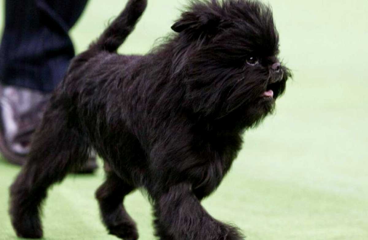 Banana Joe Affenpinscher Profile, Facts, Traits, Care, Health DogDwell