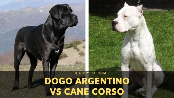Cane Corso Vs Dogo Argentino Pelea Real Bulldog Lover