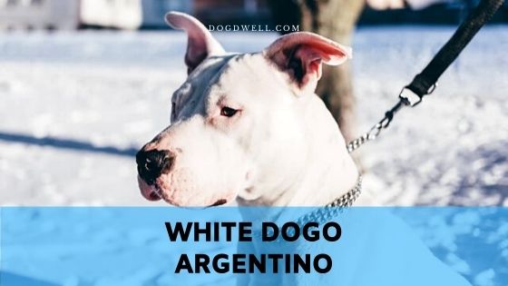 dogo argentino profile dog puppy