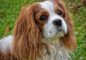 cavalier king charles spaniel dog breeds Protecting Your Pet Right Animal Insurance