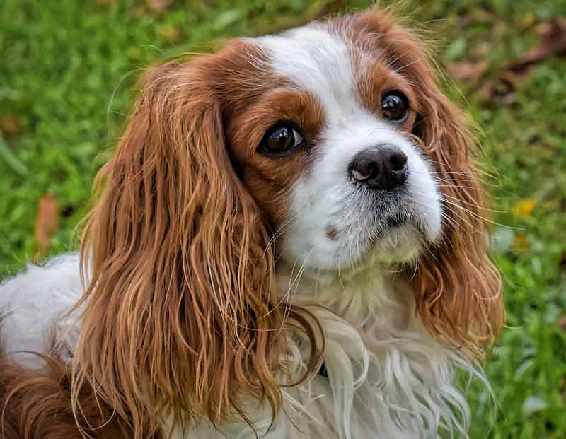 king charles cavalier spaniel king charles cavalier spaniel