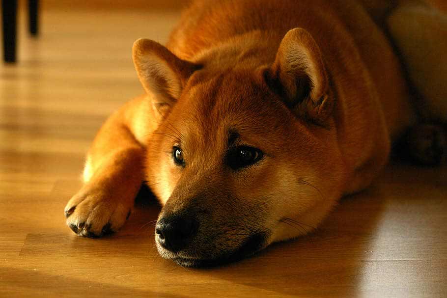Finnish Spitz Mix Lab Cross Stitch Breeds Care Dog Dwell Finnish Spitz Mix Lab Cross Stitch Breeds Care Dog Dwell