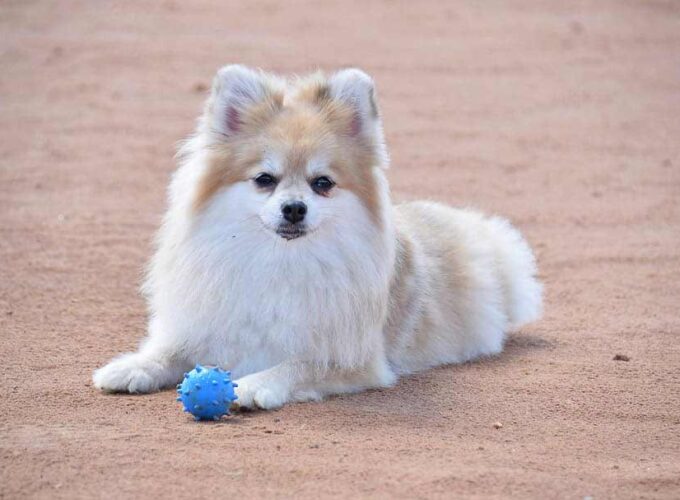 Finnish Archives Dog Dwell