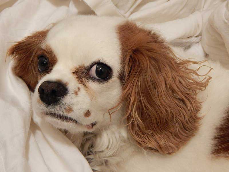 tricolor cavalier king charles spaniel tricolor cavalier king charles spaniel