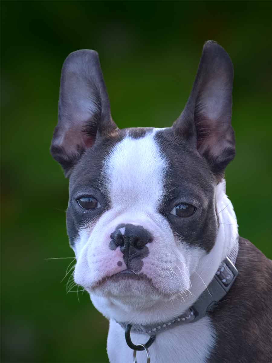 Blue Boston Terrier - Profile | Care | Traits | Puppies | Eyes - Dog Dwell