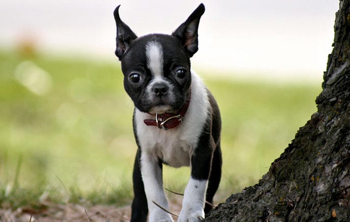 Boston Terrier Puppies Traits Care Grooming Health