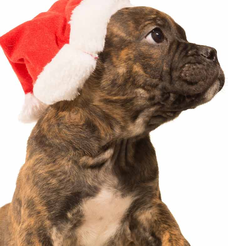 brindle boston terrier puppy