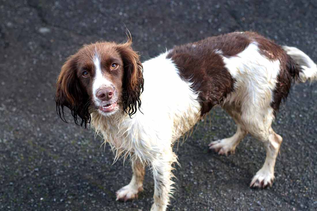 mini-brittany-spaniel-profile-care-description-temperament
