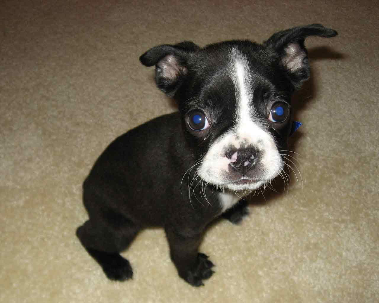 Teacup Boston Terrier - Profile | Care | Traits | Grooming | Facts ...