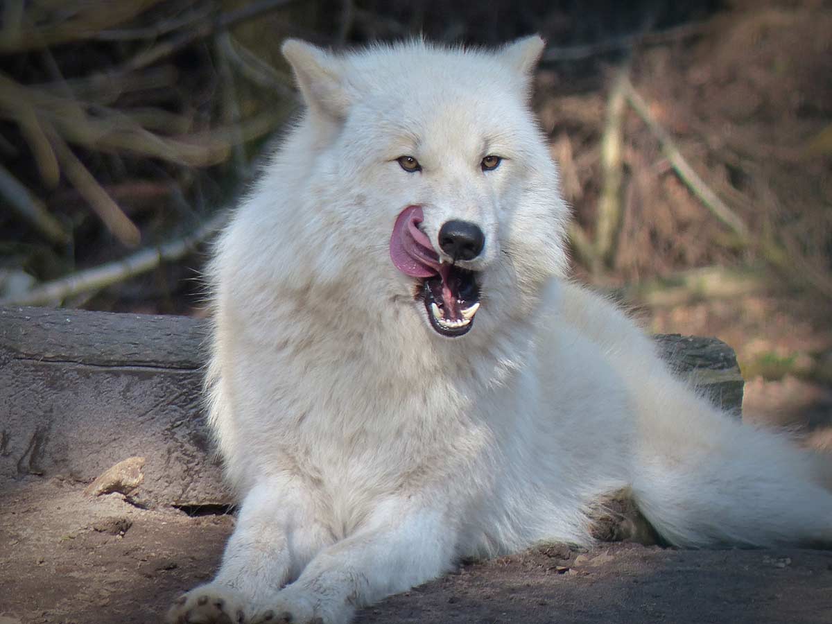 Canadian Inuit Dog: A Strong and Loyal Breed 8 Feed For Canadian Inuit Dog
