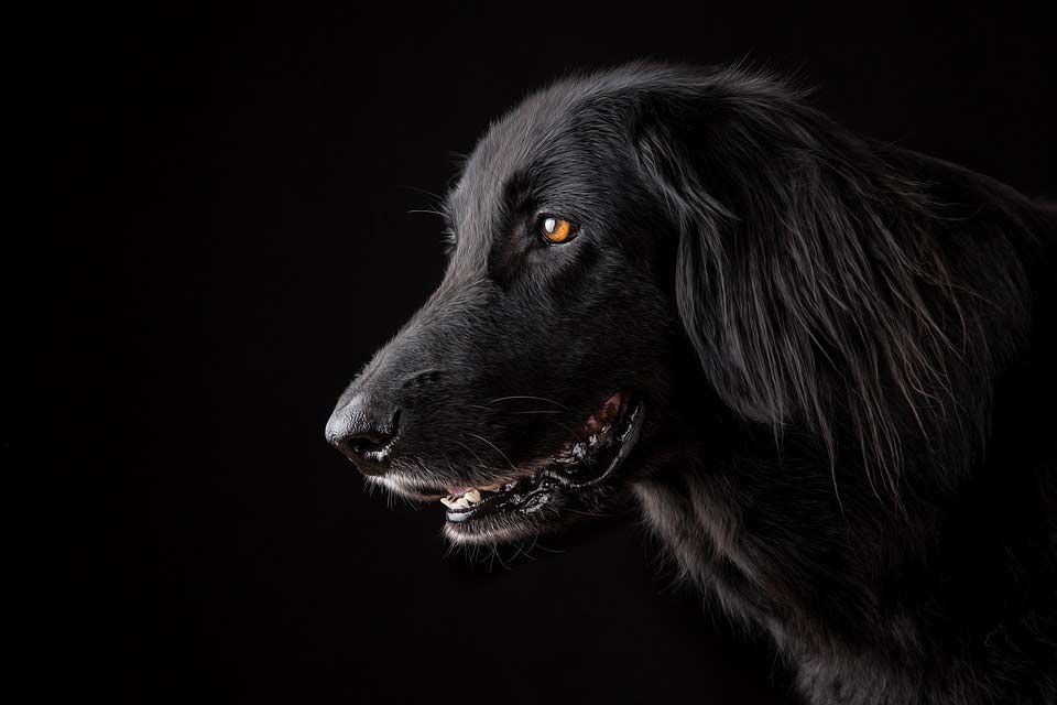 Black Great Pyrenees Facts Description Profile Traits Care
