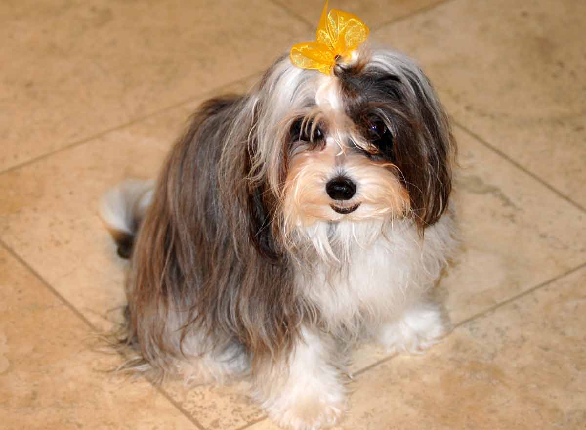 Chinese Crested Dog Powderpuff Grooming Traits Breed Dog Dwell