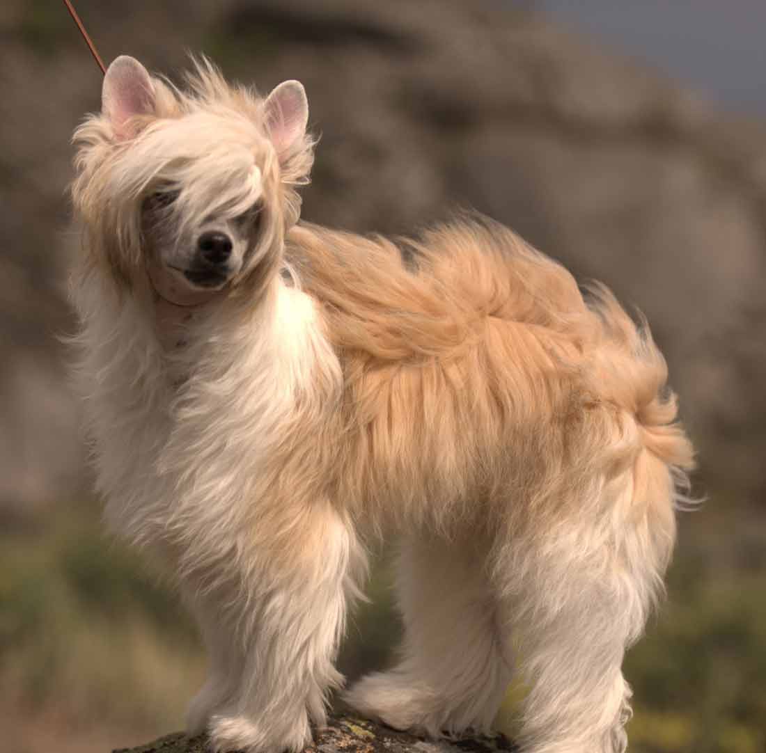 List 103+ Pictures pictures of chinese crested powder puff dogs Superb