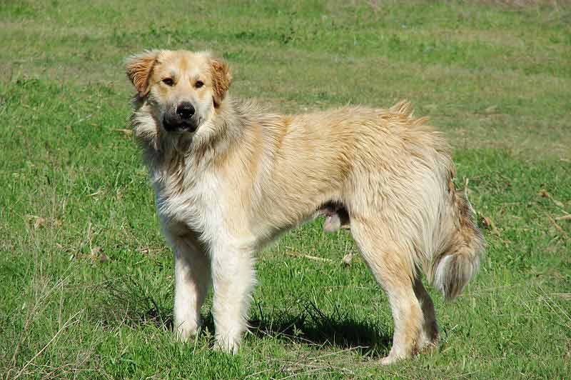 Colored Great Pyrenees Facts Traits Profile Care Grooming
