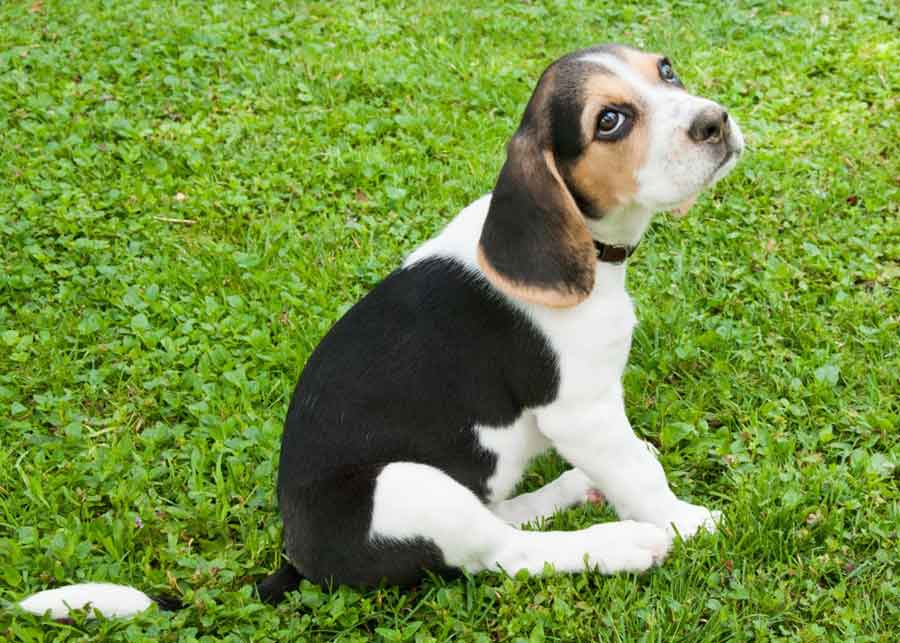 Drever Puppies Profile Facts Traits Grooming Health Care