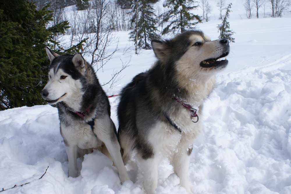 Husky Alaskan Malamute Profile Care Facts Traits Exercise