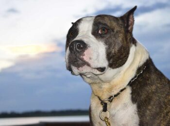 Gator Mouth Pitbull - Profile | Care | Facts | Traits | Exercise - Dog ...