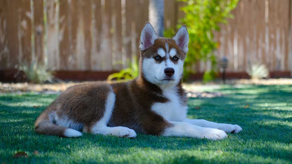 Miniature Siberian Husky Care Facts Health Profile Traits 