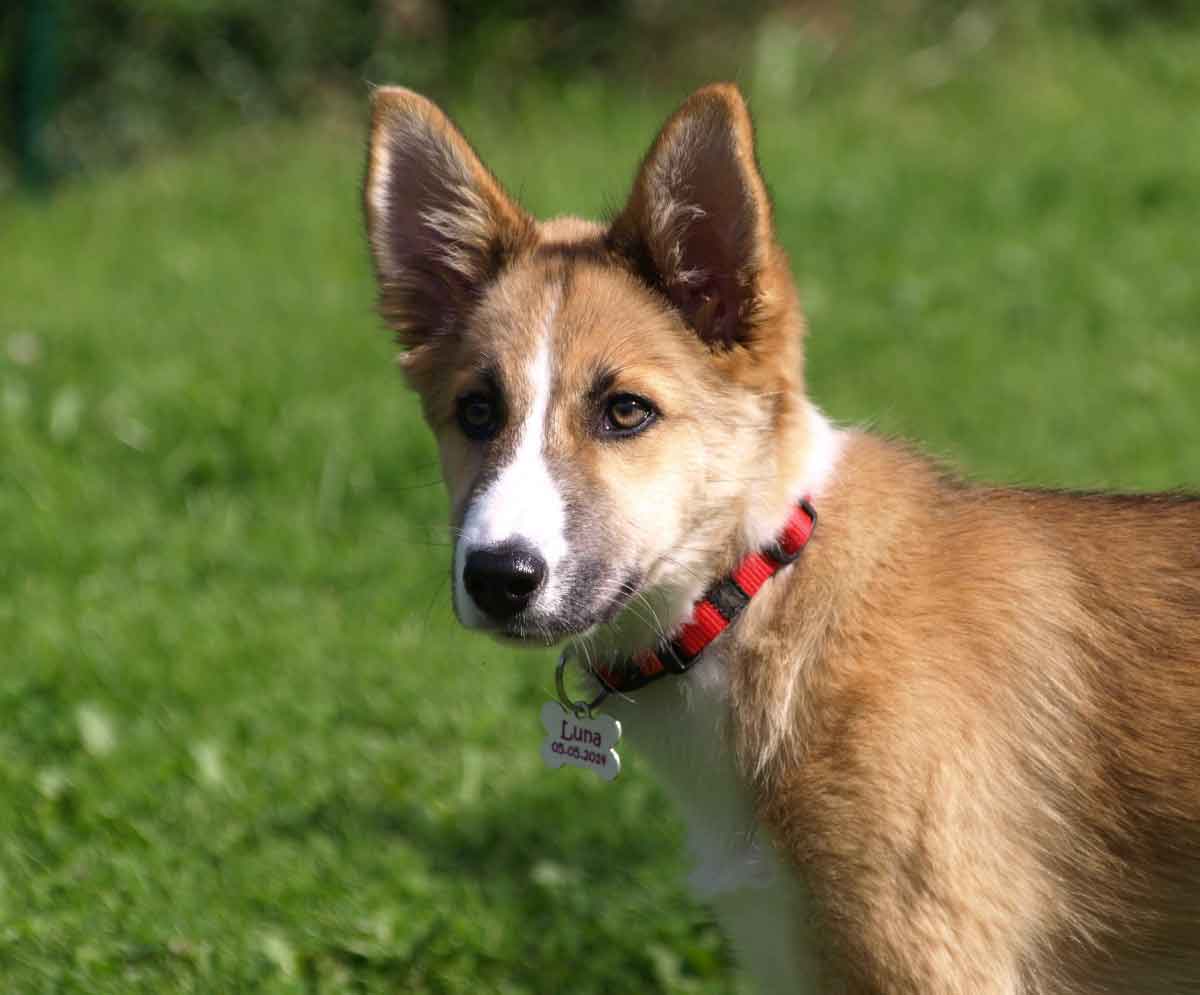 Norwegian Lundehund Profile Facts Care Traits Personality