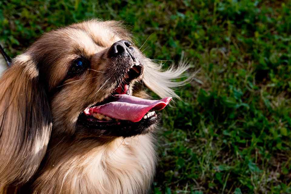 Pekingese Tibetan Spaniel Profile Facts Mix Traits Care Dog