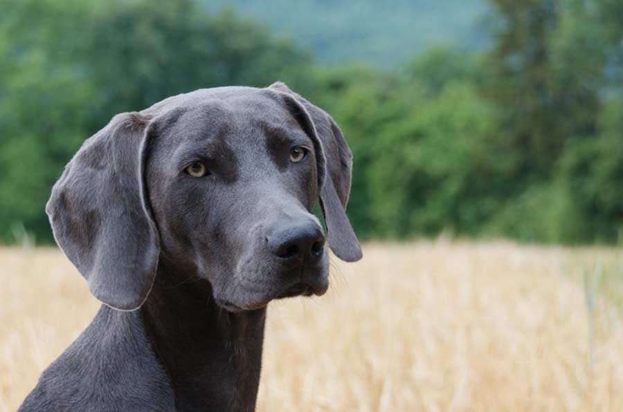 Texas Blue Lacy Dog Profile Facts Care Groom