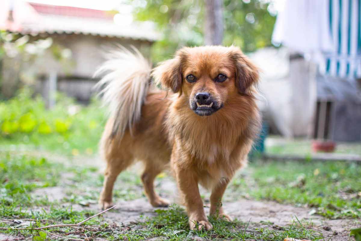 Tibetan Spaniel Dog Profile Facts Care Traits Feeding Dog Dwell