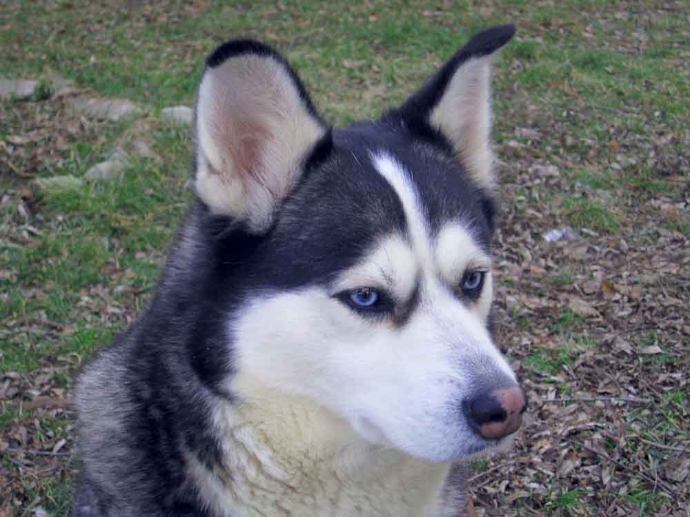 White Alaskan Husky Profile Facts Care Traits Appearance