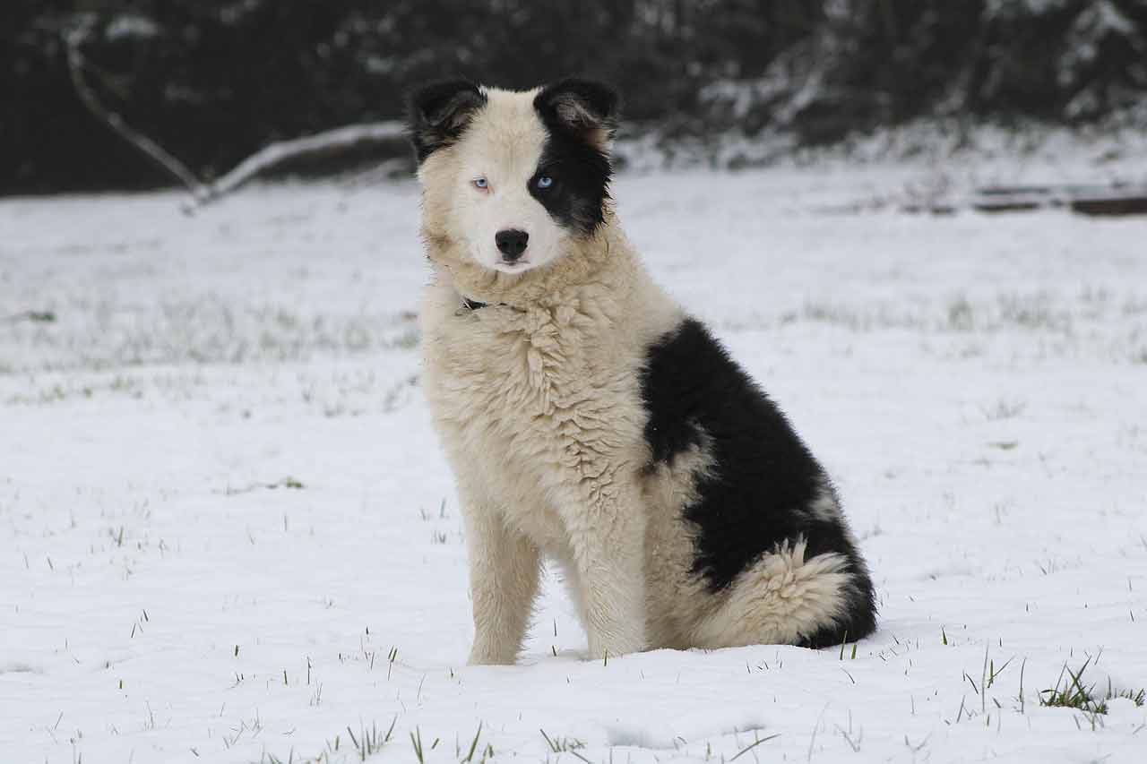 yakutian laika dog yakutian laika dog