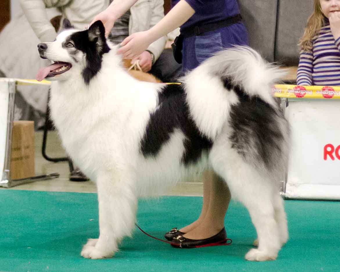 yakutian laika