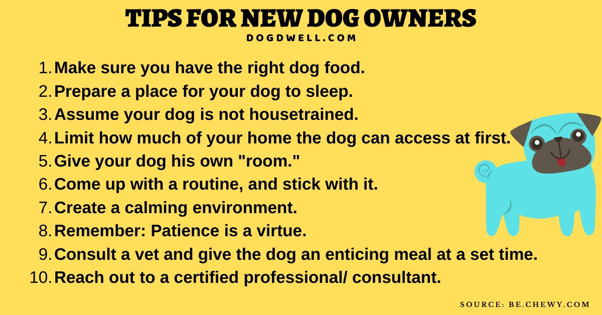 Tips for First-Time Dog Owners - Featured Image