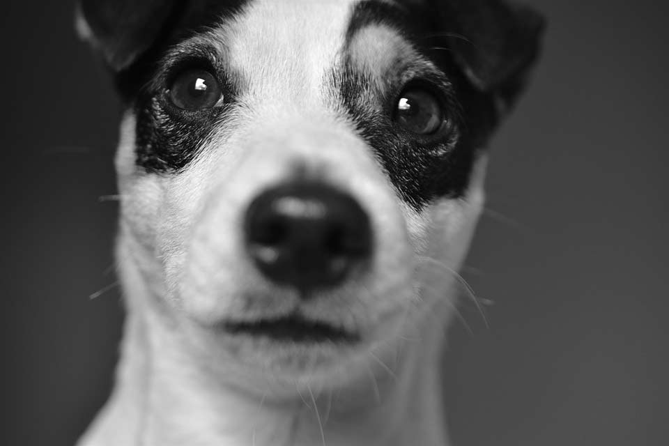 Boston Terrier Jack Russell - Care | Description | Profile | Traits