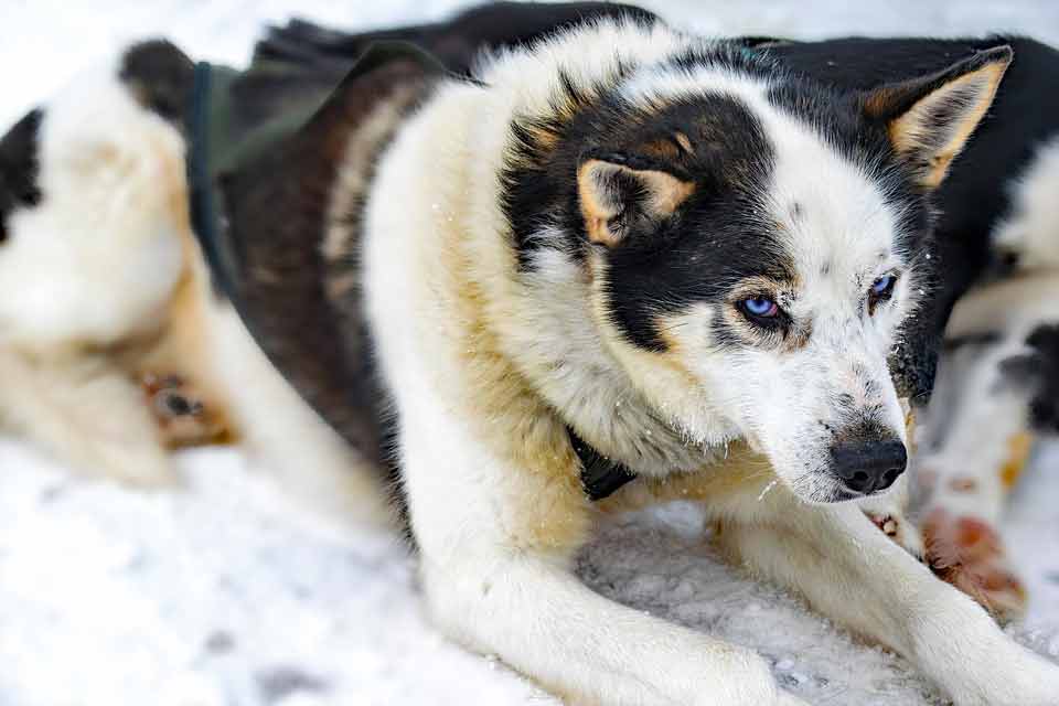 Greenland Sled Dogs At Risk of Extinction | Sled Patrol | Rescue - Dog