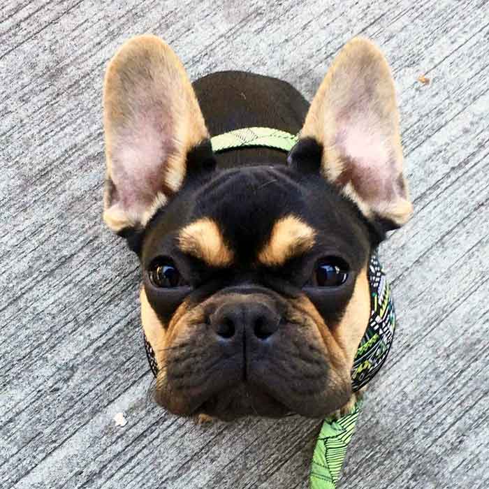 French Bullweiler Feeding Profile Traits Care Behavior Dog