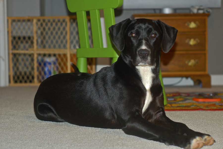 Black Catahoula Leopard Dog Diet Traits Care Behavior Dog Dwell