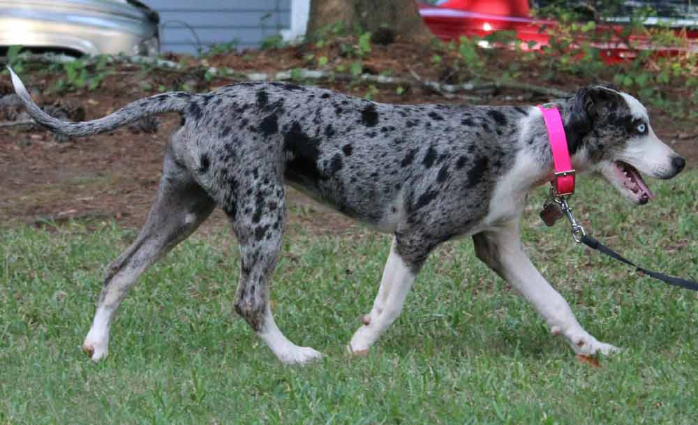 Blue Merle Catahoula Leopard Dog Profile Traits Care Dog Dwell