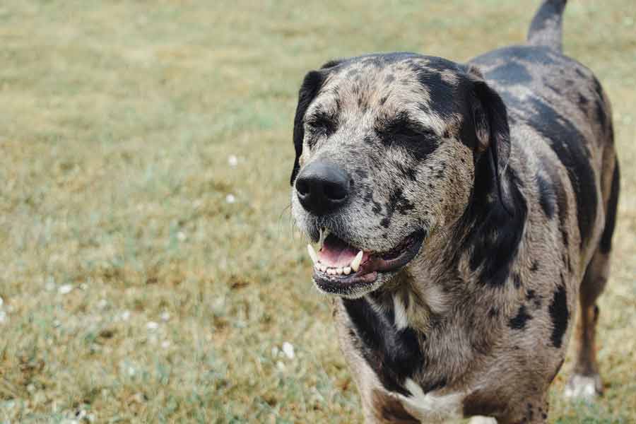 Catahoula Mountain Dog - Profile | Traits | Care | Behavior - Dog Dwell