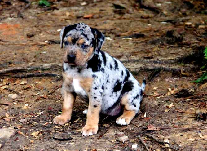 Catahoula Leopard Puppy - Profile | Traits | Care | Behavior - Dog Dwell