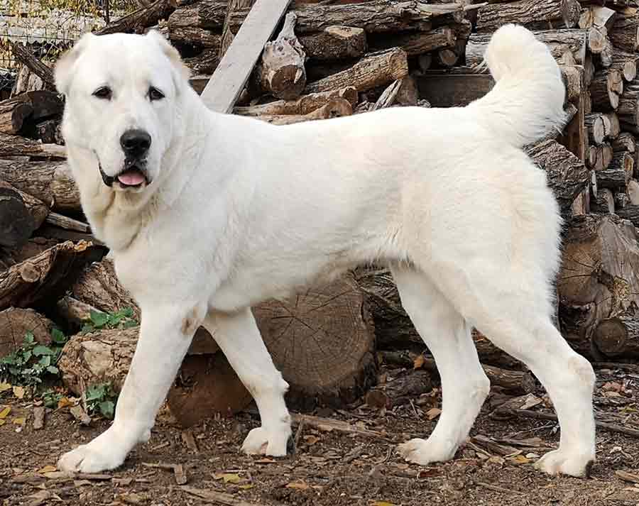 Central Asian Shepherd Dog Profile Traits Care Diet Dog Dwell