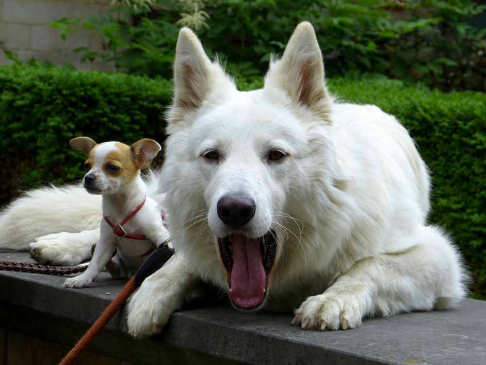 Swiss German Shepherd Profile Traits Care Behavior Dog Dwell Swiss German Shepherd Profile Traits Care Behavior Dog Dwell