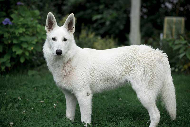 White Swiss Shepherd Profile Traits Care Behavior Dog Dwell