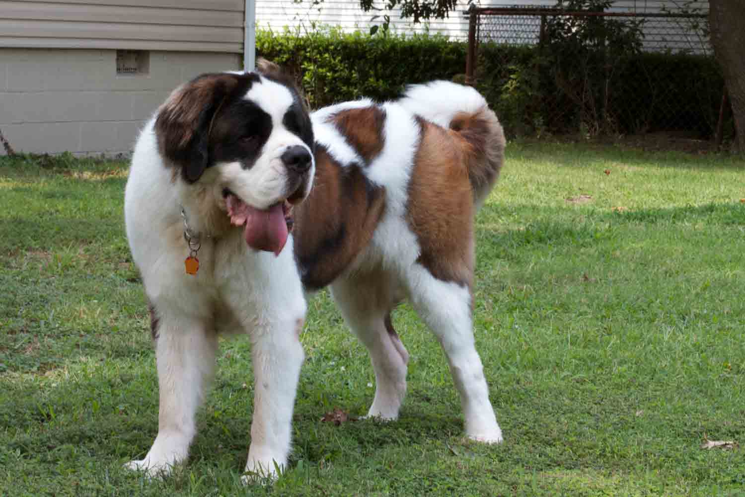 5 Fun Facts About Saint Bernard Dogs - Breed of the Swiss Alps - Dog Dwell
