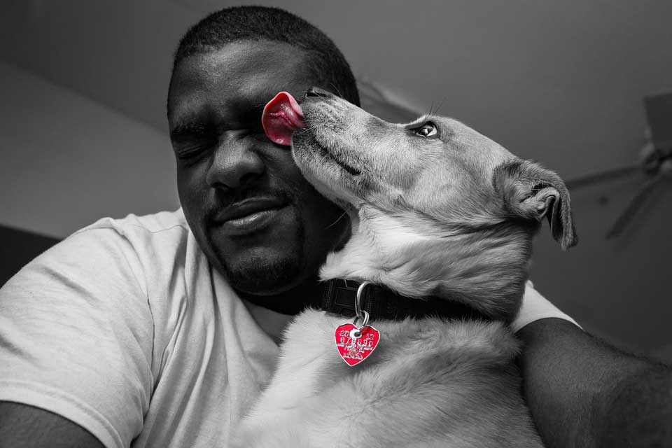 Why Does My Dog Constantly Lick Me How To Get Rid Of Dogdwell