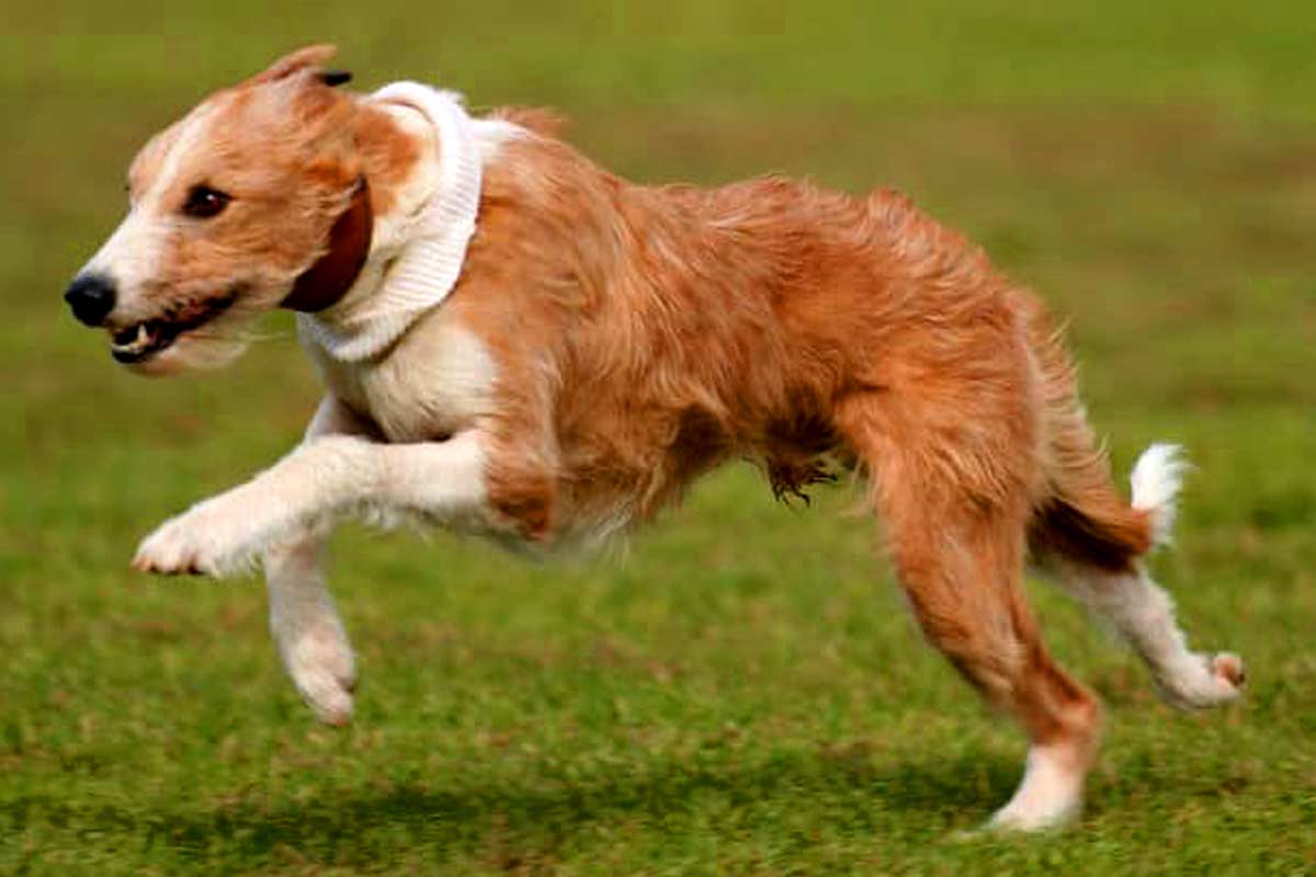 Lurcher Dog Breed Profile Facts, Traits, Care, Grooming DogDwell